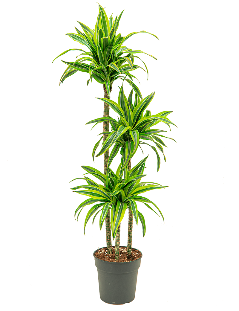 Verzorgingstips Dracaena 